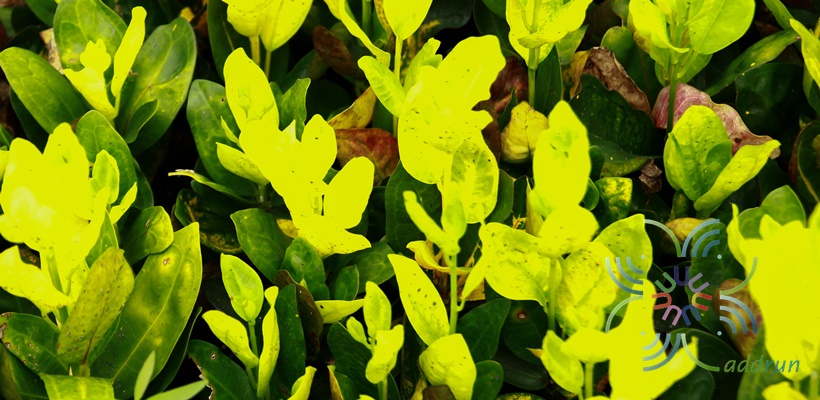 โกสนกระบวยทอง Codiaeum variegatum (L.) Rumph. ex A.Juss.