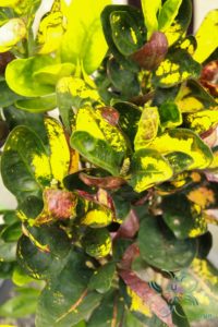 โกสนกระบวยทอง Codiaeum variegatum (L.) Rumph. ex A.Juss.