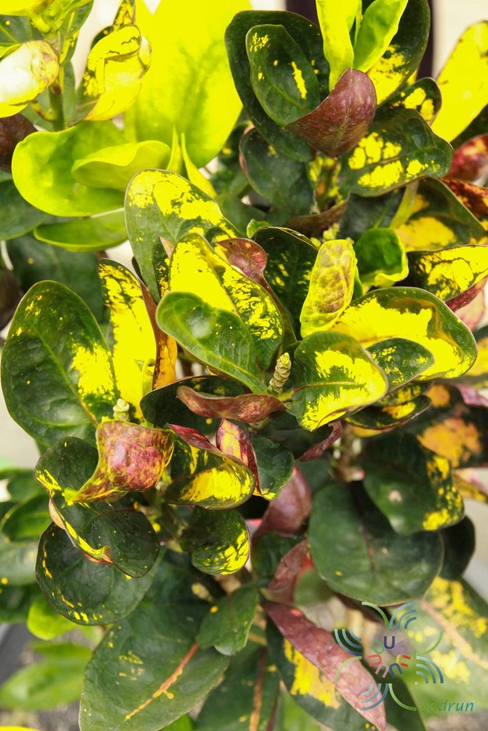 โกสนกระบวยทอง Codiaeum variegatum (L.) Rumph. ex A.Juss.