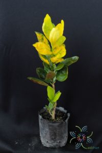 โกสนกระบวยทอง Codiaeum variegatum (L.) Rumph. ex A.Juss.