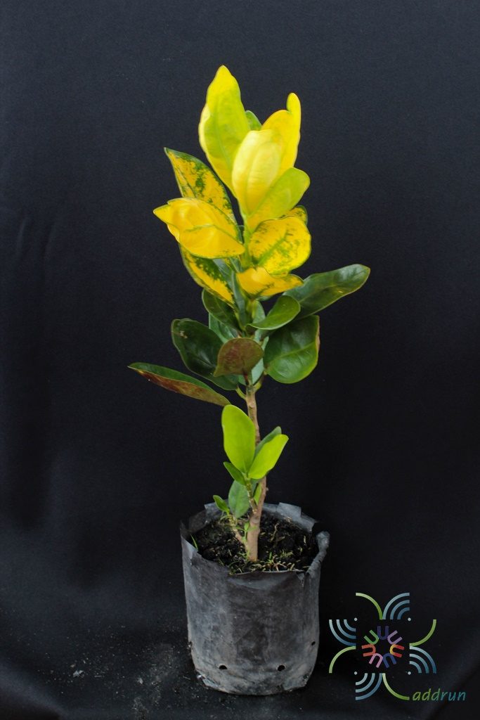 โกสนกระบวยทอง Codiaeum variegatum (L.) Rumph. ex A.Juss.