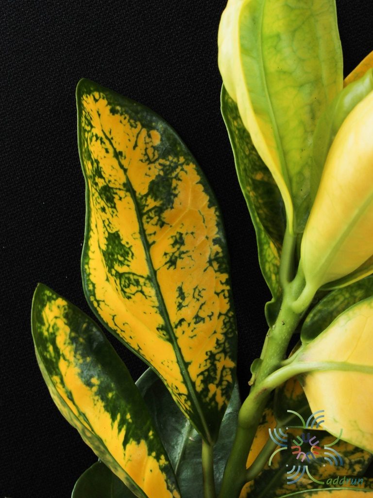 โกสนกระบวยทอง Codiaeum variegatum (L.) Rumph. ex A.Juss.