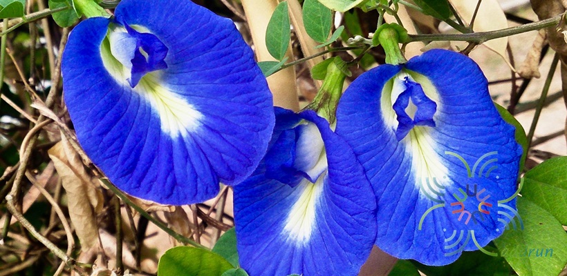 อัญชัน Clitoria ternatea L.
