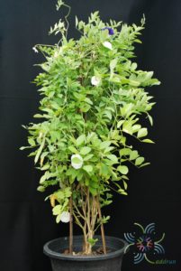 อัญชัน Clitoria ternatea L.