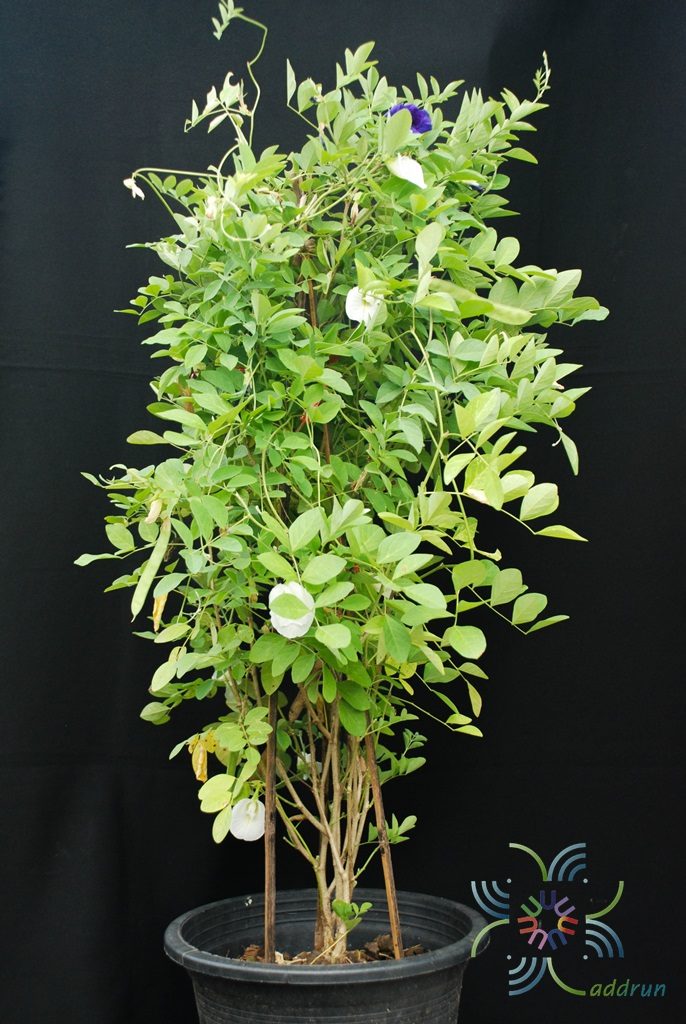 อัญชัน Clitoria ternatea L.