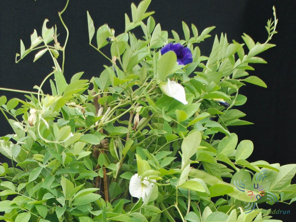 อัญชัน Clitoria ternatea L.