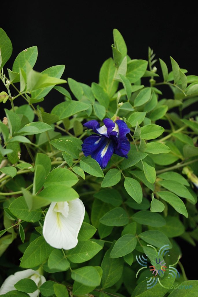 อัญชัน Clitoria ternatea L.