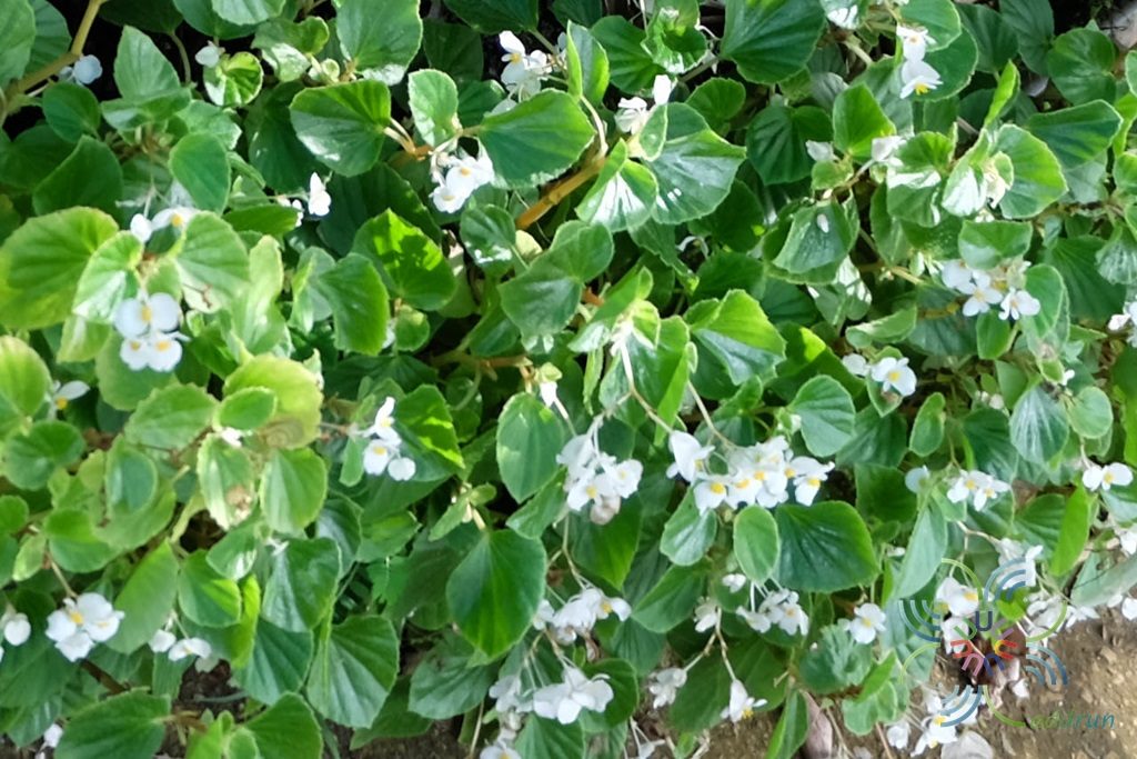 บีโกเนีย ‘Prelude white’ Begonia rex Putz. hybrid