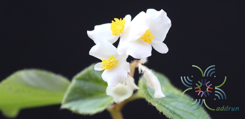 บีโกเนีย ‘Prelude white’ Begonia rex Putz. hybrid