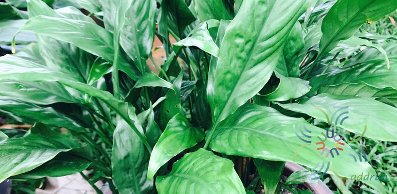 เดหลีใบมัน Spathiphyllum sp.
