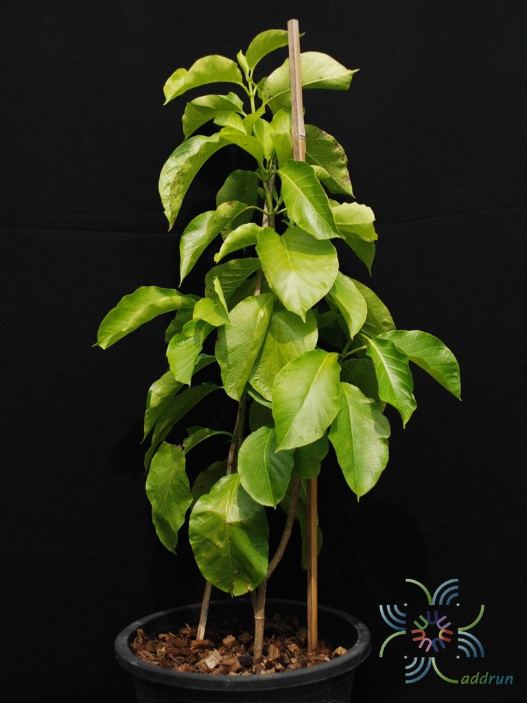 ชมนาด Vallaris glabra (L.) Kuntze