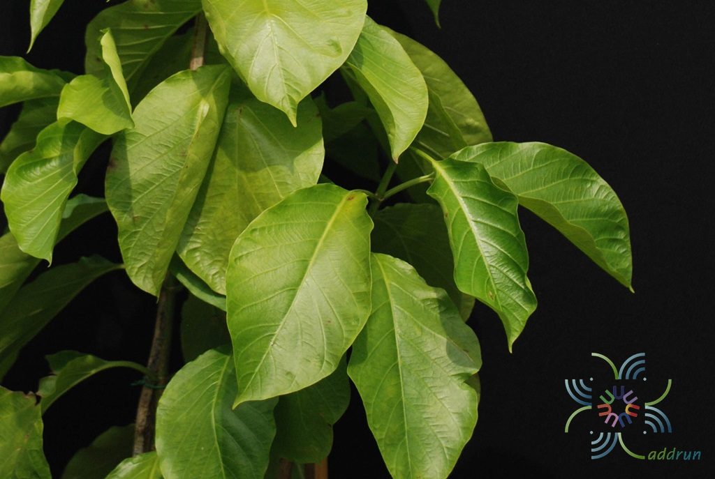 ชมนาด Vallaris glabra (L.) Kuntze