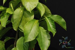 ชมนาด Vallaris glabra (L.) Kuntze