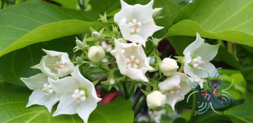 ชมนาด Vallaris glabra (L.) Kuntze