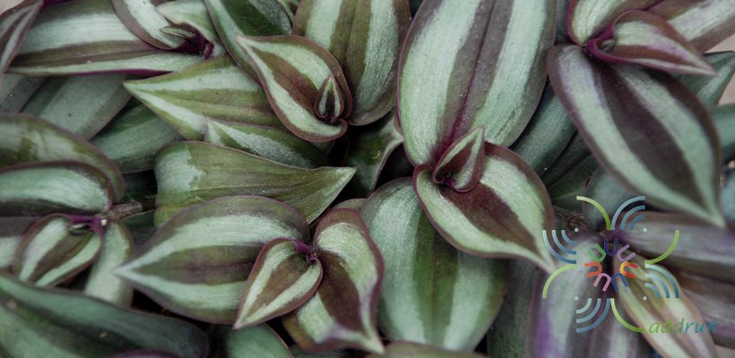 ก้ามปูหลุด Tradescantia zebrina Bosse