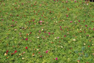 คุณนายตื่นสาย Portulaca oleracea L.