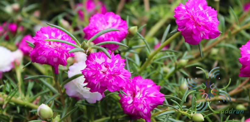 คุณนายตื่นสาย Portulaca oleracea L.