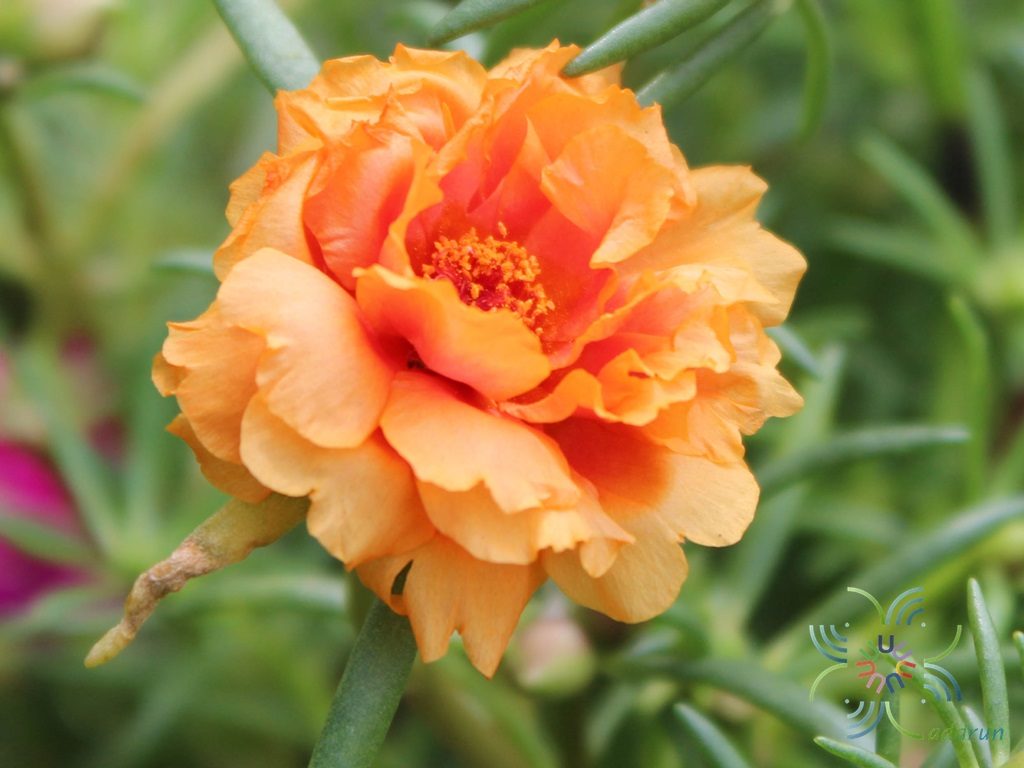 คุณนายตื่นสาย Portulaca oleracea L.