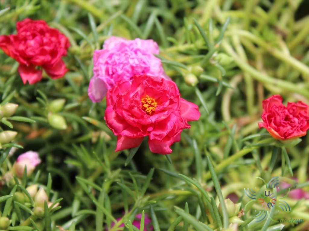 คุณนายตื่นสาย Portulaca oleracea L.