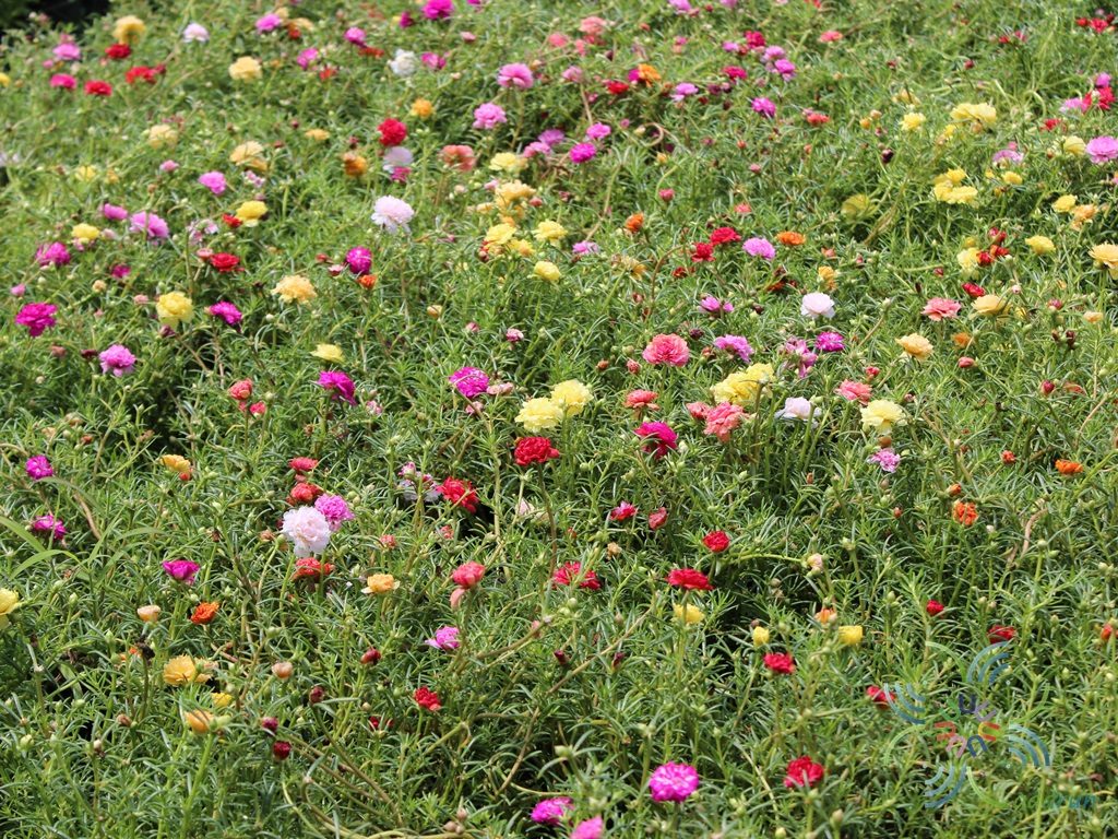 คุณนายตื่นสาย Portulaca oleracea L.