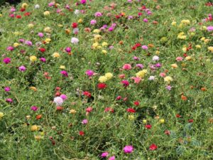 คุณนายตื่นสาย Portulaca oleracea L.