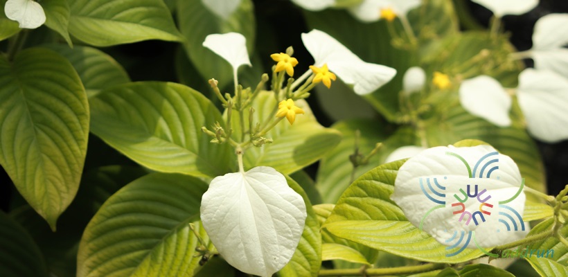 ดอนญ่า ช้อนทอง Pseudomussaenda flava Verdc.