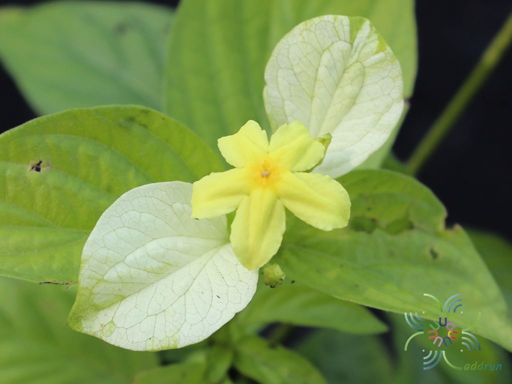 ดอนญ่า ช้อนทอง Pseudomussaenda flava Verdc.