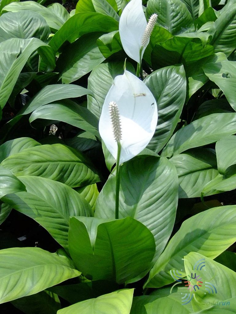 เดหลีใบกล้วย Spathiphyllum cannifolium (Dryand. ex Sims) Schott
