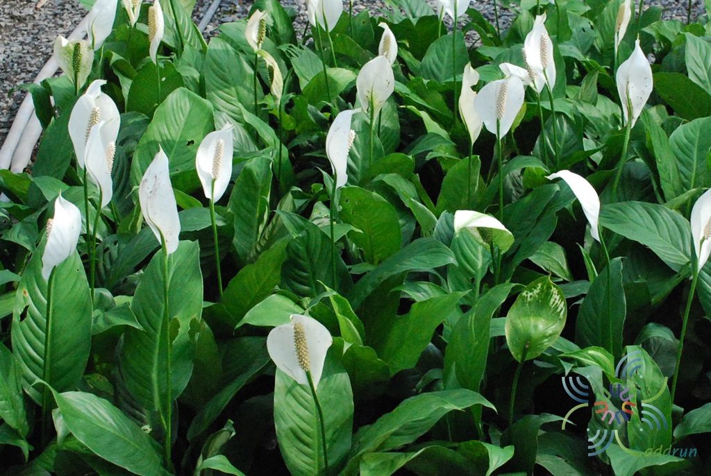 เดหลีใบกล้วย Spathiphyllum cannifolium (Dryand. ex Sims) Schott
