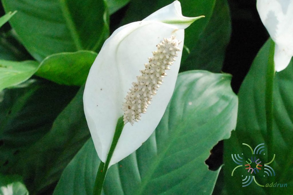 เดหลีใบกล้วย Spathiphyllum cannifolium (Dryand. ex Sims) Schott