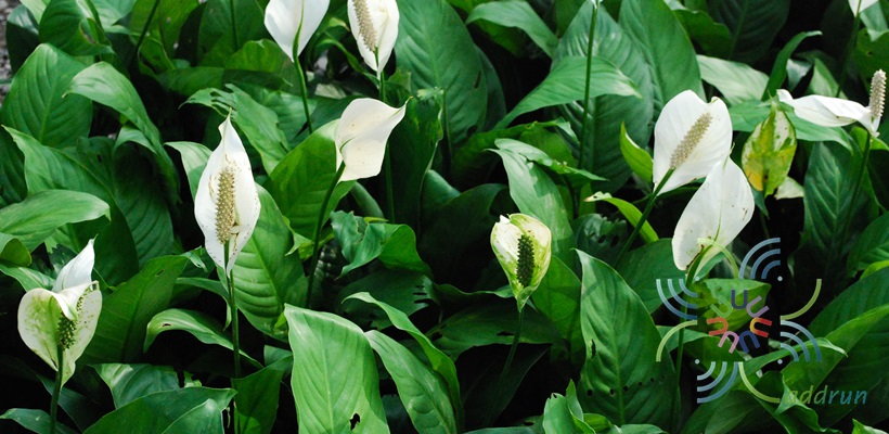 เดหลีใบกล้วย Spathiphyllum cannifolium (Dryand. ex Sims) Schott