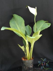 เดหลีใบกล้วย Spathiphyllum cannifolium (Dryand. ex Sims) Schott