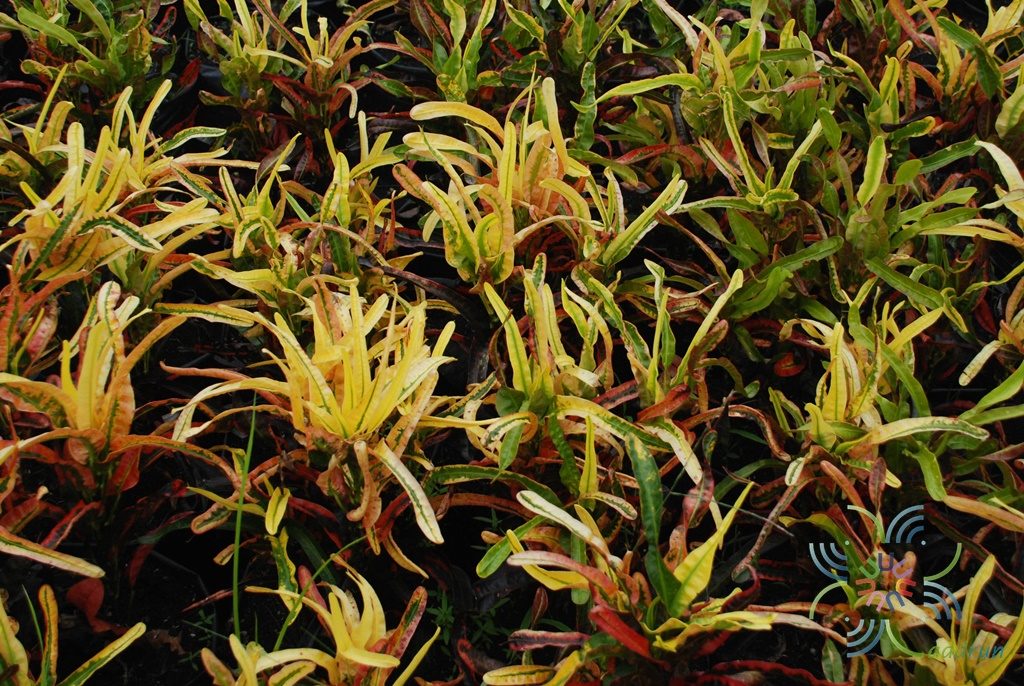โกสนวสันต์ Codiaeum variegatum (L.) Rumph. ex A.Juss.