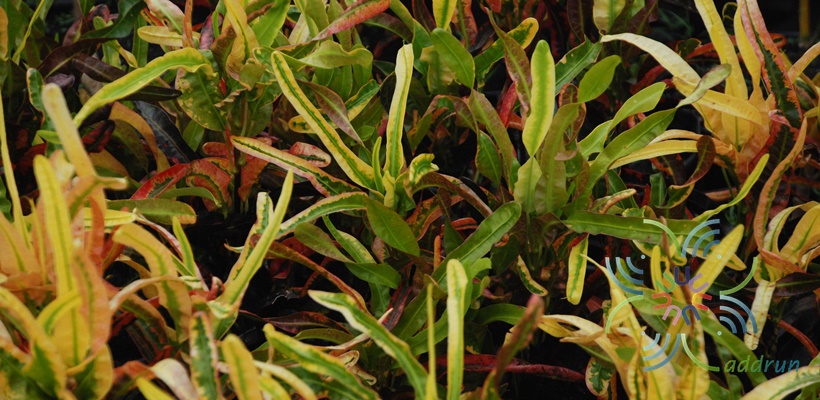 โกสนวสันต์ Codiaeum variegatum (L.) Rumph. ex A.Juss.