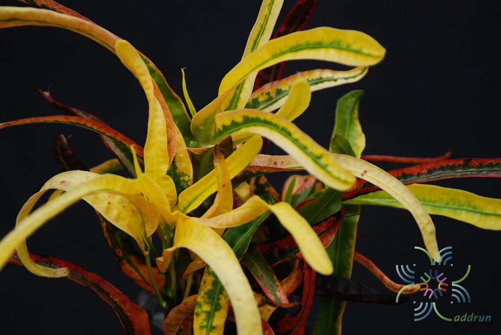 โกสนวสันต์ Codiaeum variegatum (L.) Rumph. ex A.Juss.