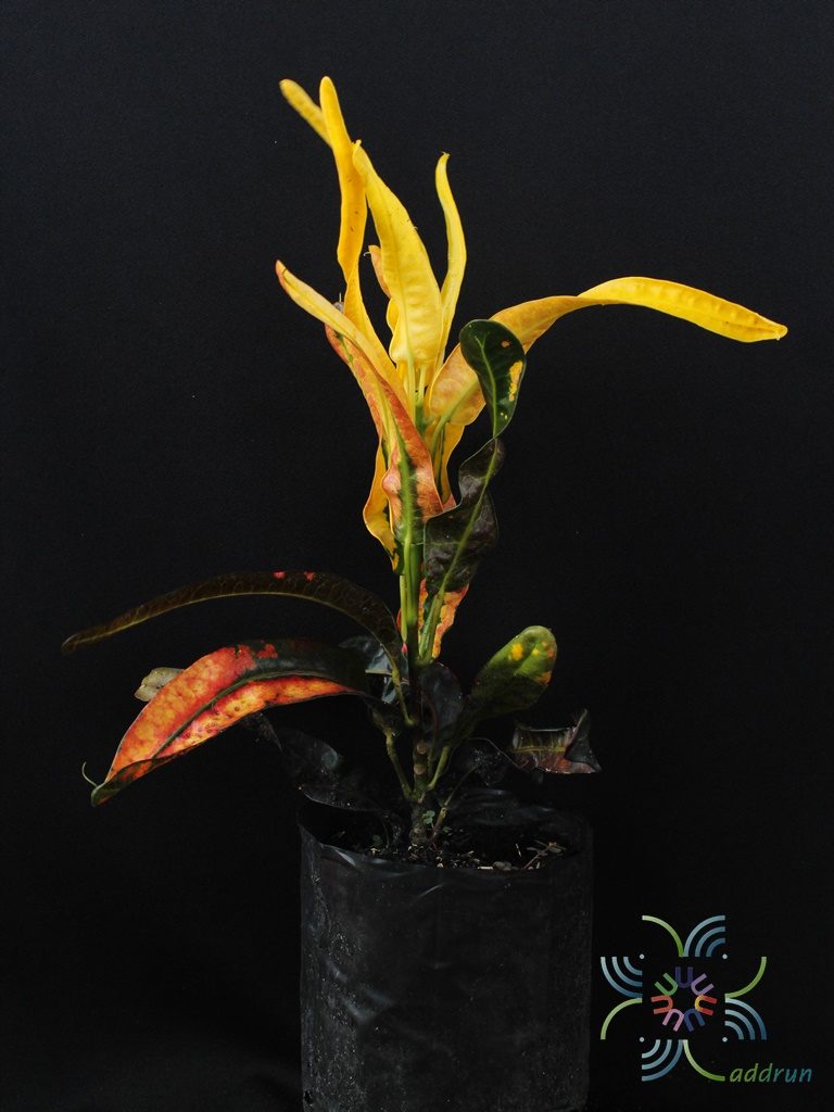 โกสนวสันต์ Codiaeum variegatum (L.) Rumph. ex A.Juss.