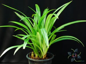 เตยหอม Pandanus amaryllifolius Roxb.