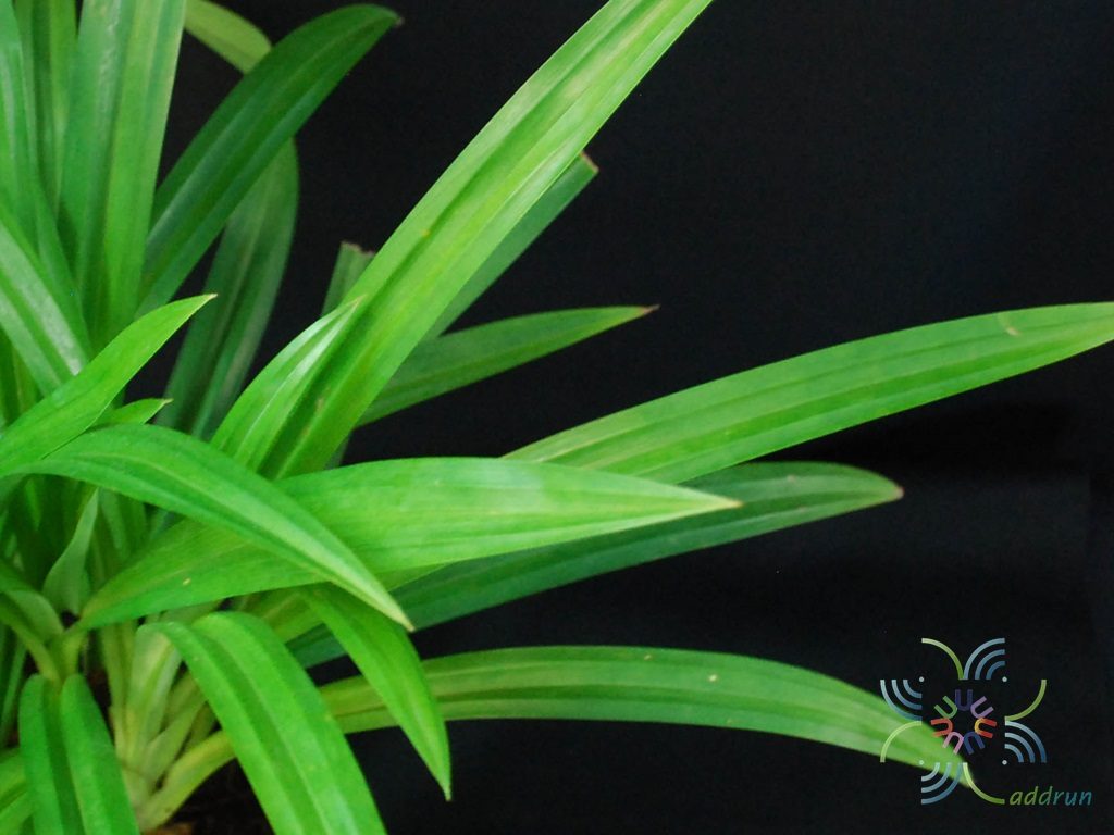 เตยหอม Pandanus amaryllifolius Roxb.