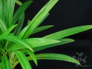 เตยหอม Pandanus amaryllifolius Roxb.