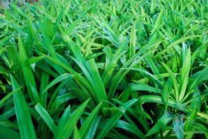 เตยหอม Pandanus amaryllifolius Roxb.