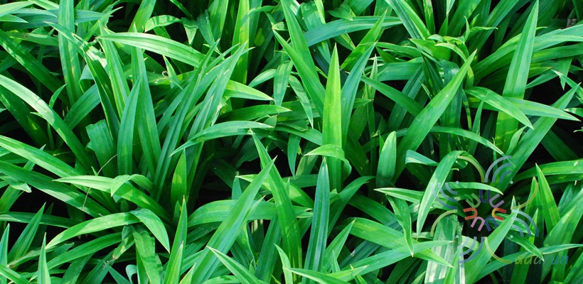 เตยหอม Pandanus amaryllifolius Roxb.