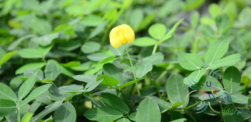 ถั่วบราซิล Arachis pintoi Krapov. & W.C. Greg.