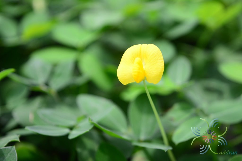 ถั่วบราซิล Arachis pintoi Krapov. & W.C. Greg.