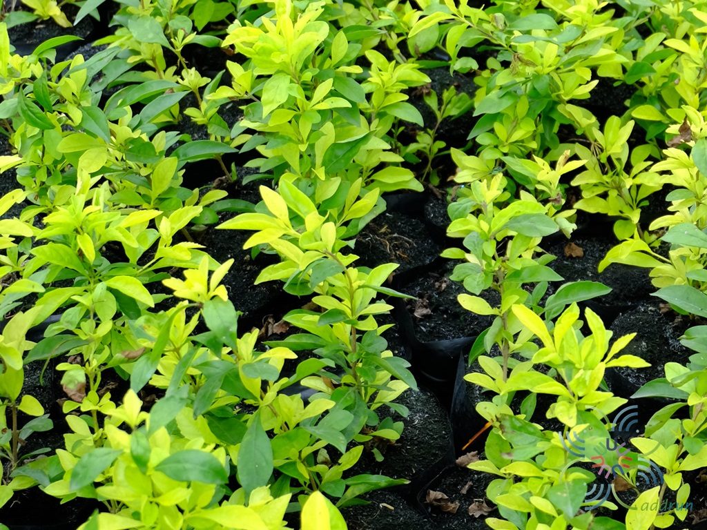 เทียนทอง Duranta erecta L.