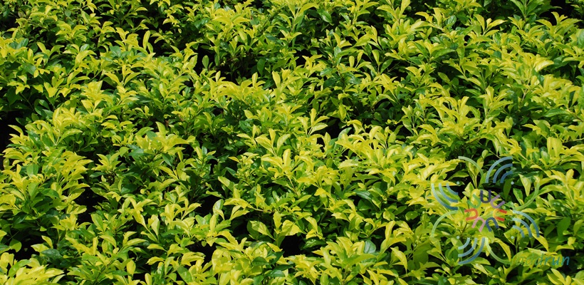 เทียนทอง Duranta erecta L.