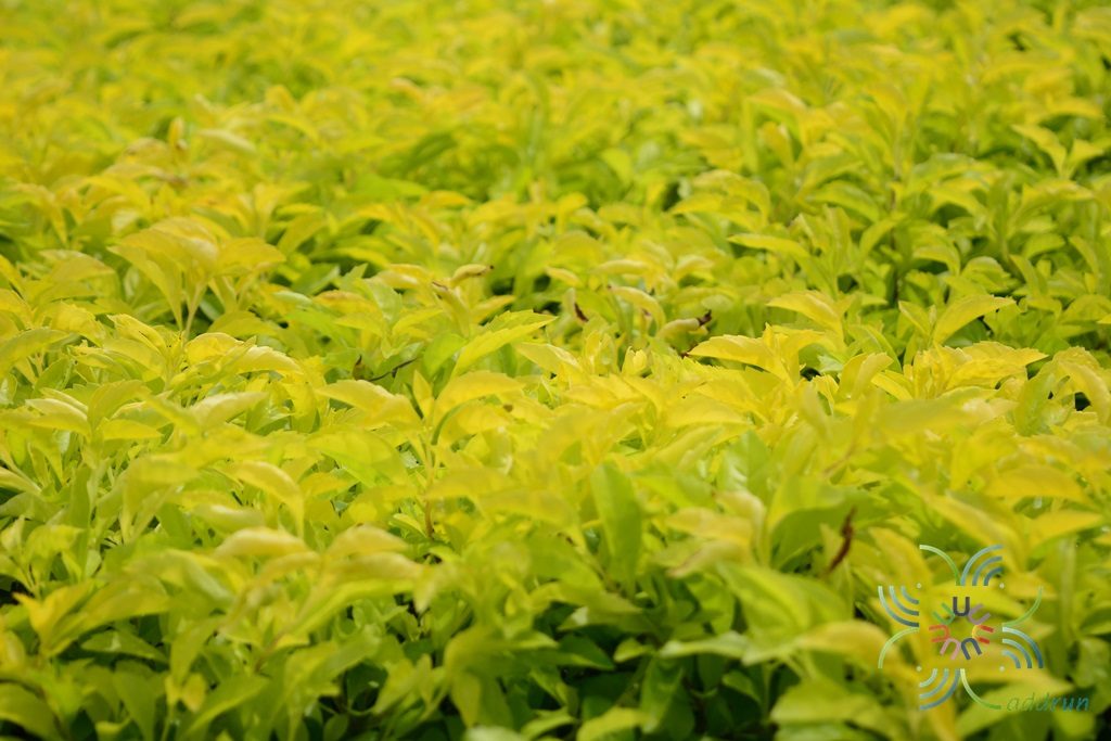 เทียนทอง Duranta erecta L.