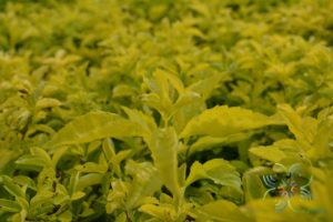 เทียนทอง Duranta erecta L.