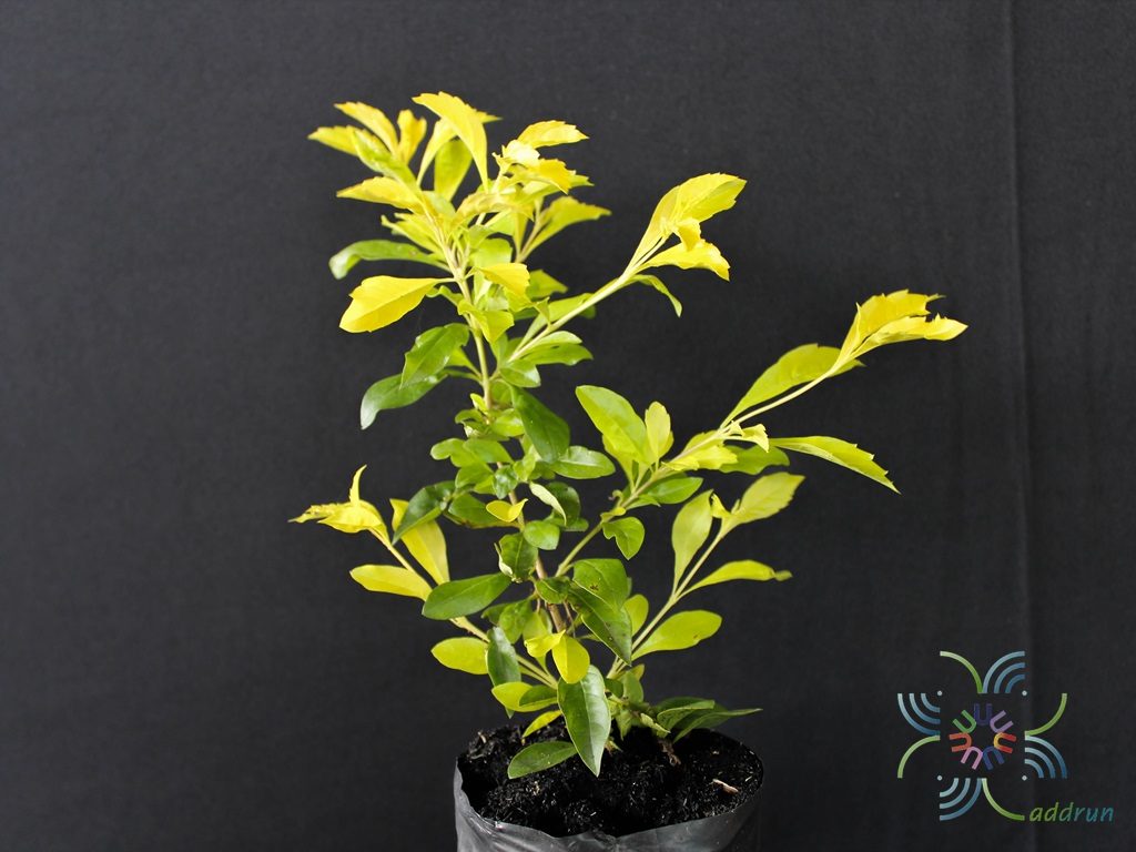 เทียนทอง Duranta erecta L.