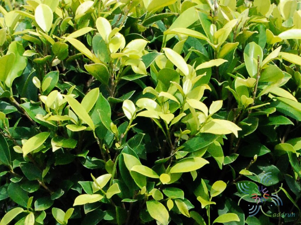 ไทรทอง Ficus altissima Blume