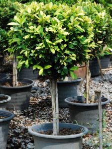 ไทรทอง Ficus altissima Blume